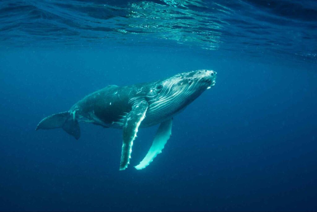 Filhote de baleia jubarte nadando na água azul do oceano.