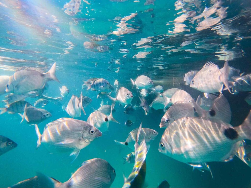 Cardume de pequenos peixes de escamas prateadas. Eles nadam nas águas cristalinas em uma das praias de Angra dos Reis.