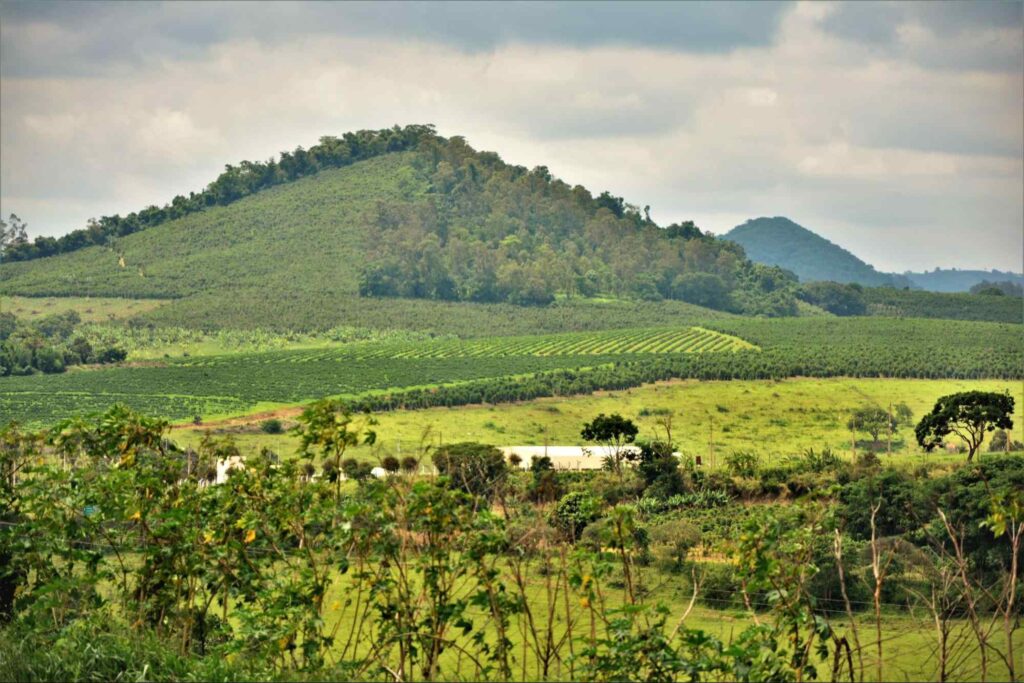 Área rural de Guaxupé. No centro da foto, está um trecho de lavoura muito verde. Atrás dele, estão as montanhas da serra, cobertas por uma densa vegetação também verde. O céu parece nublado.