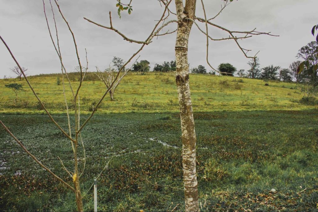 Paisagem com céu nublado durante o inverno em Águas de São Pedro. Árvores com galhos secos e finos em primeiro plano. Ao fundo está um campo de vegetação rasteira e alguns arbustos