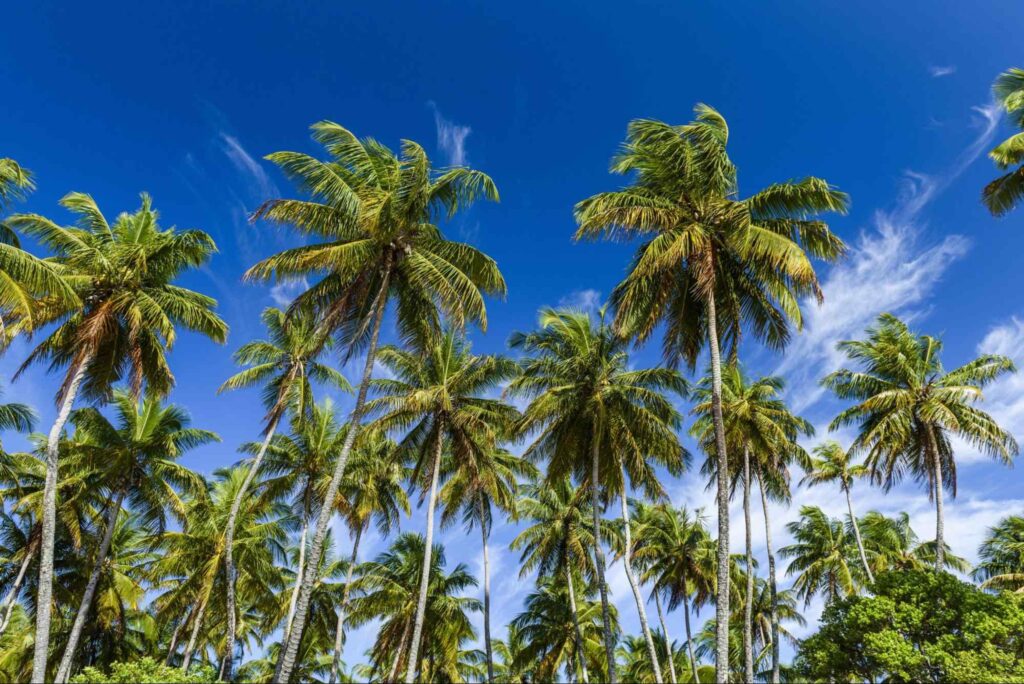 Coqueiral visto de baixo para cima. Os longos troncos cinzentos das árvores e suas copas de longas folhas verdes contrastam com o azul intenso do céu, que aparece por trás.