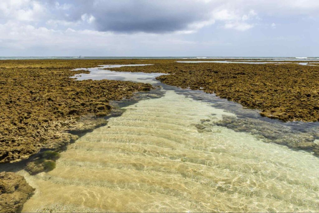 Piscinas naturais na Praia de Moreré. A água cristalina se acumula entre arrecifes de corais marrons, e é possível ver a areia por baixo dela. Essa paisagem se estende até o horizonte.