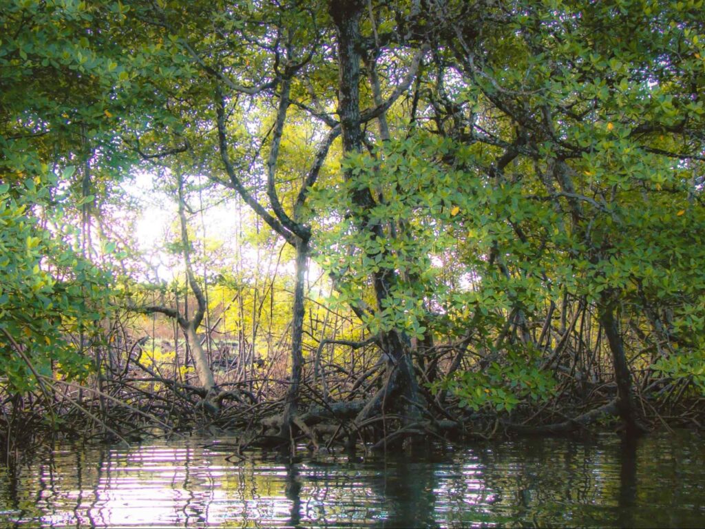 Manguezal da Ilha de Boipeba com águas paradas e escuras. As árvores têm troncos finos e longos, além de muitos galhos pendentes e raízes aéreas. As folhas são pequenas e de coloração verde clara.