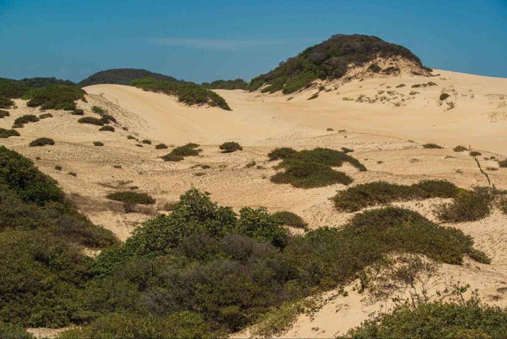 Paisagem das dunas em Caucaia CE. Grandes montes de areia com vegetação verde tomando conta de alguns pontos.