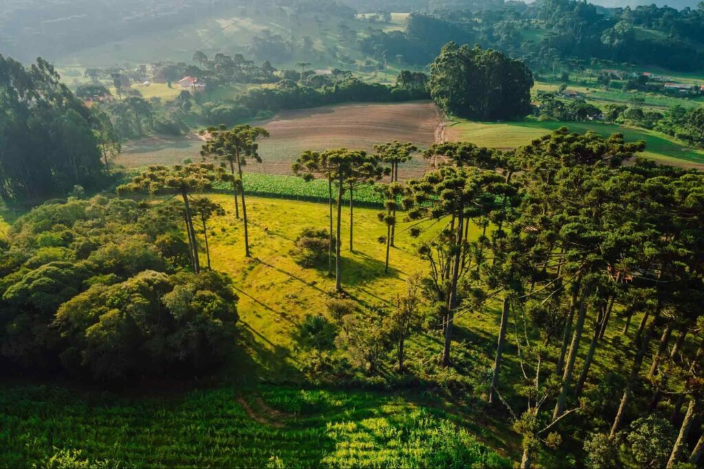 Vista aérea da zona rural de Urubici. A área de plantação verde é interrompida em alguns pontos por espaços arborizados. Na lateral direita da foto, um bosque de araucárias.